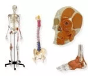 Læringsmidler | Anatomi