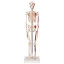 Anatomiske Modeller